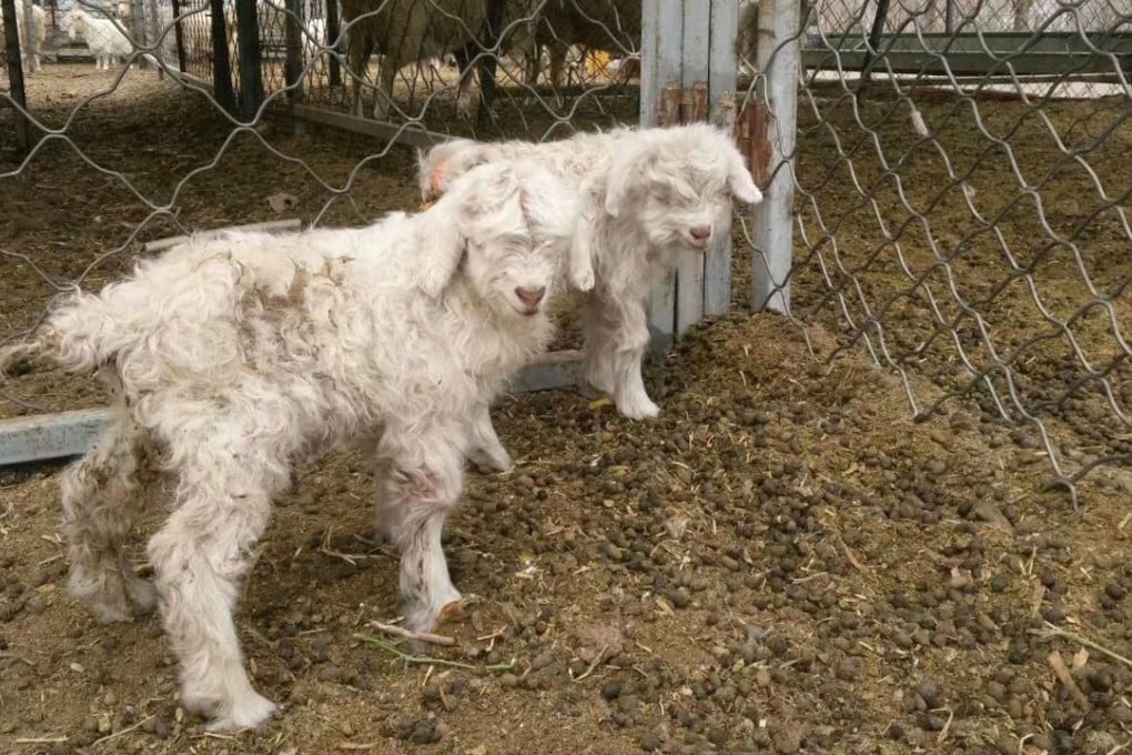 Two kids fathered by the world’s first cloned cashmere goat. Photo: Zhongke Zhengbiao Biotech Company