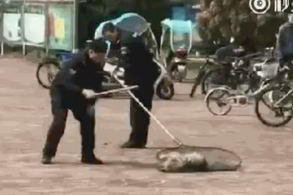 Two security guards shown near the body of the dog. Photo: Weibo