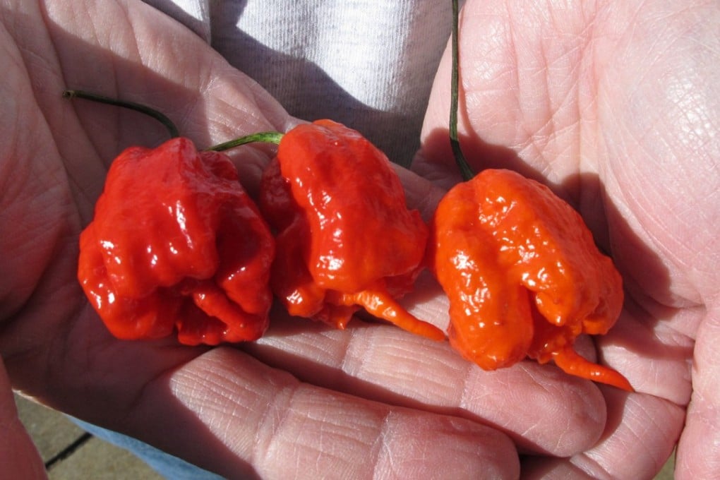 Guinness World Records last year it named the Carolina Reaper – a cross between Sweet Habanero and Naga Viper chillies – as the hottest pepper on Earth. It is grown by a producer in South Carolina. File photo: AP