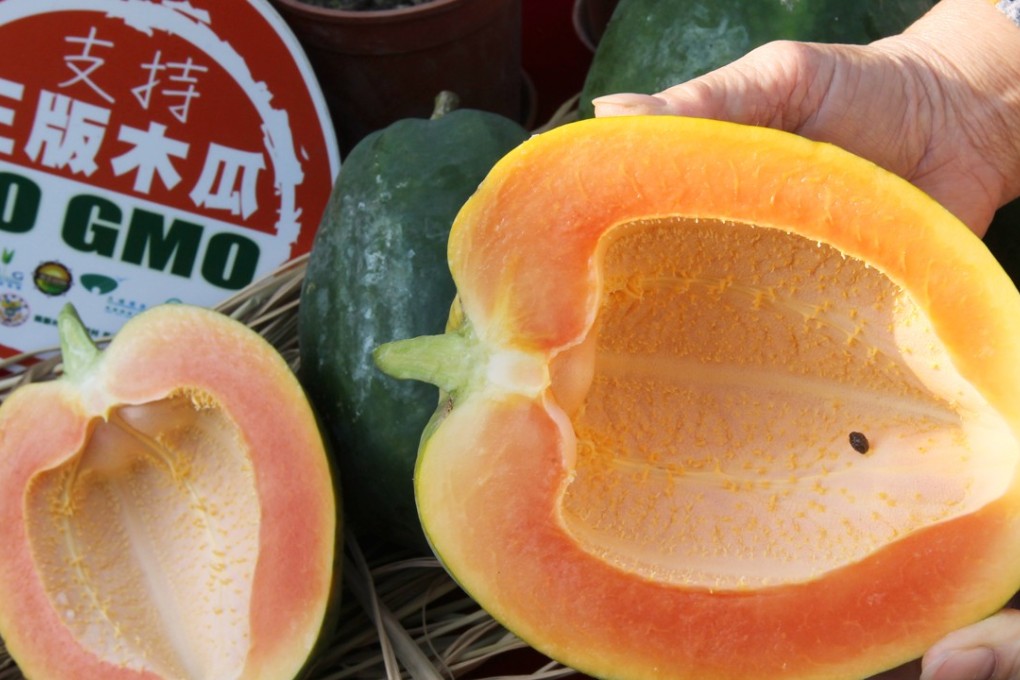 Papaya free of any genetically modified organisms (GMO) displayed at a farm in Tai Po, in 2013. Photo: K.Y. Cheng