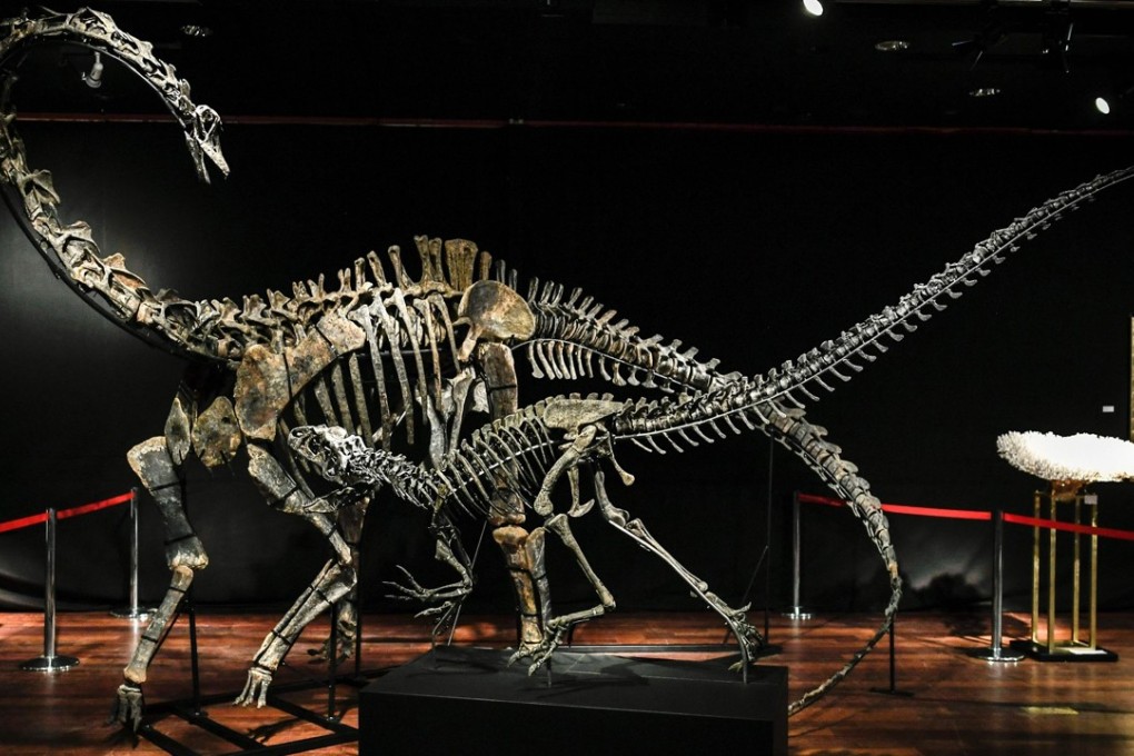 The skeletons two Jurassic age (161-145 million years) dinosaurs, a Diplodocus (back) and an Allosaurus (front) are displayed being auctioned on April 11. Photo: AFP