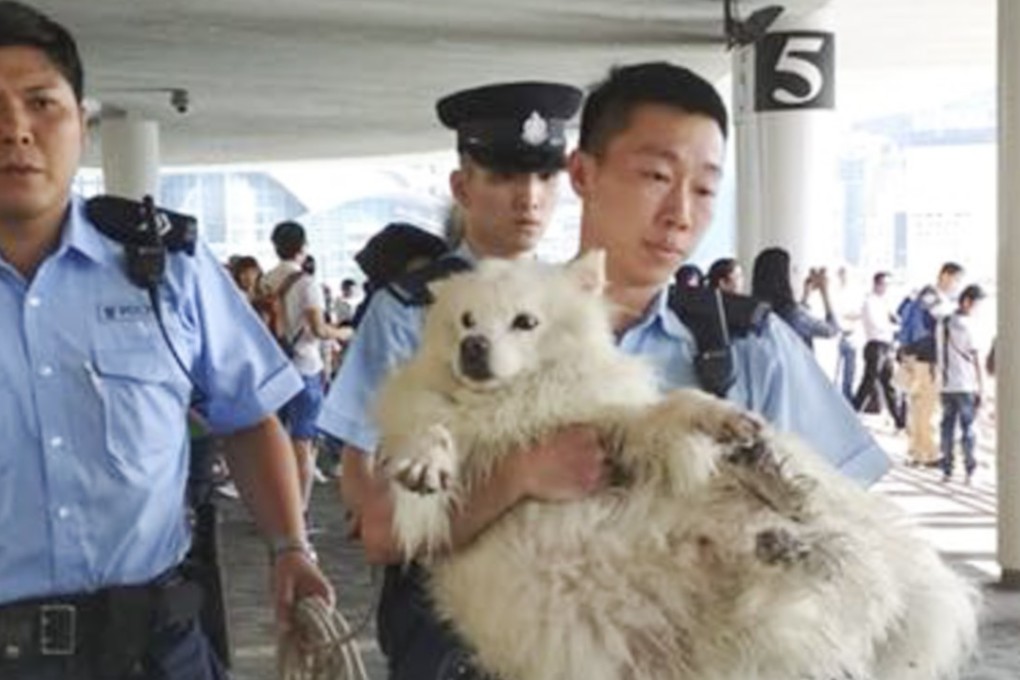 A dog fell into the sea in Tsim Sha Tsui, it was rescued and then sent to a police station. Photo: Facebook
