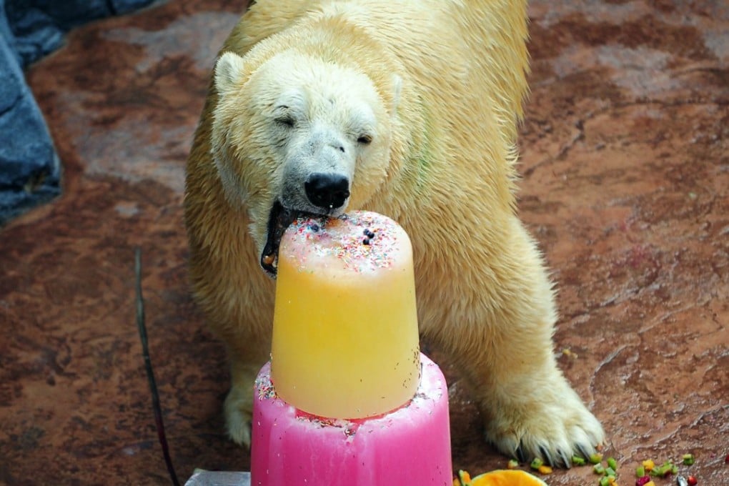 Inuka the polar bear eats an "ice kacang" treat, consisting of ice blocks and a watermelon filled with fruit, for his 25th birthday at the Singapore Zoo on December 16, 2015. Photo: AFP PHOTO/MOHD FYROL