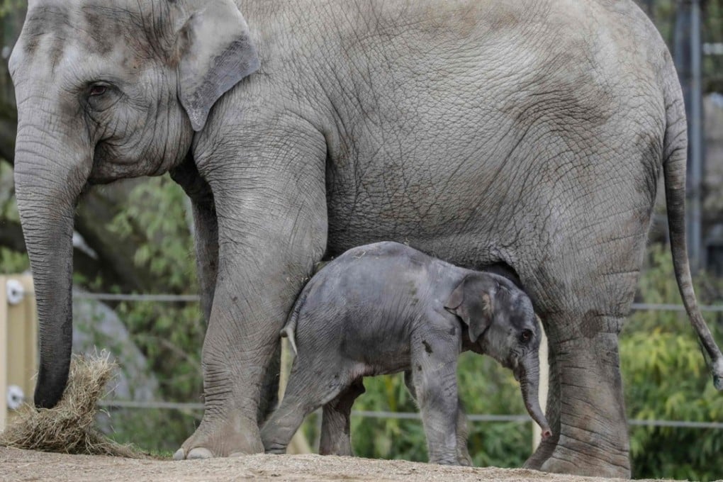 An Asian elephant with her newborn calf on Wednesday at the Planckendael zoo in Muizen, Belgium. He is the third elephant born in six months at the zoo. Photo: AFP