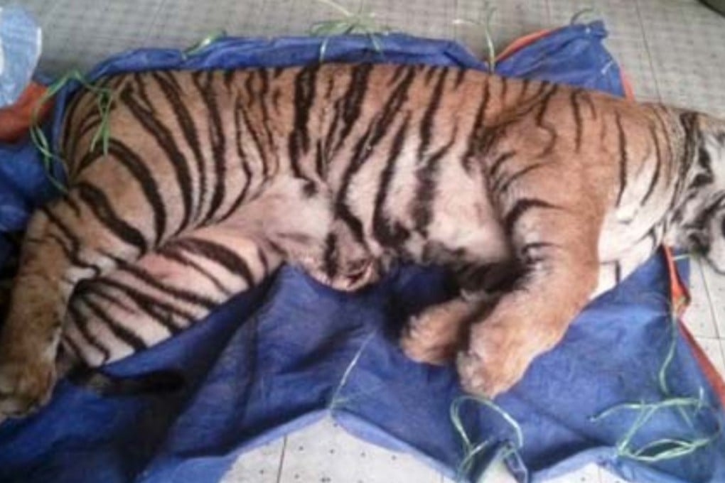 A screen grab from Vietnam television (VTC Digital Television) showing a tiger being processed at a farm in Lak Sao, Laos. Picture: Alex Hofford