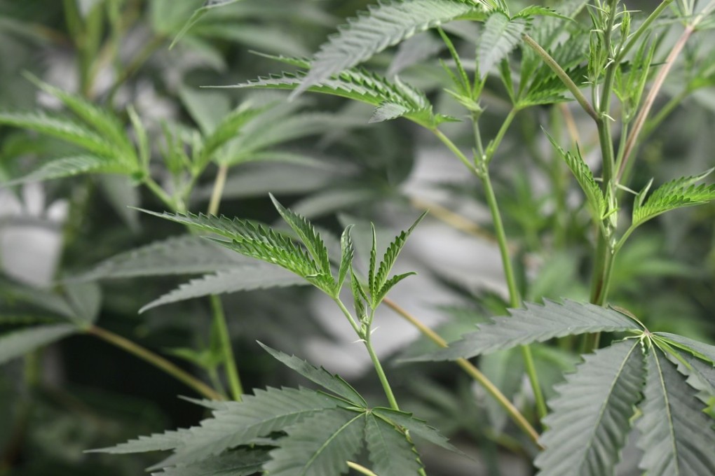 Japan has seen a sharp increase in marijuana possession arrests, especially among teenagers and people in their 20s, prompting warnings of drug-related issues typically associated with the more tolerant West. Photo: AFP