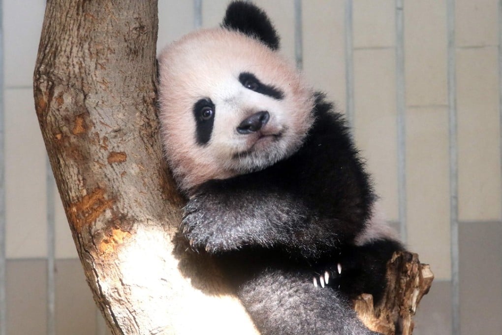 The giant panda is one of the world’s rarest endangered mammals. Photo: AFP