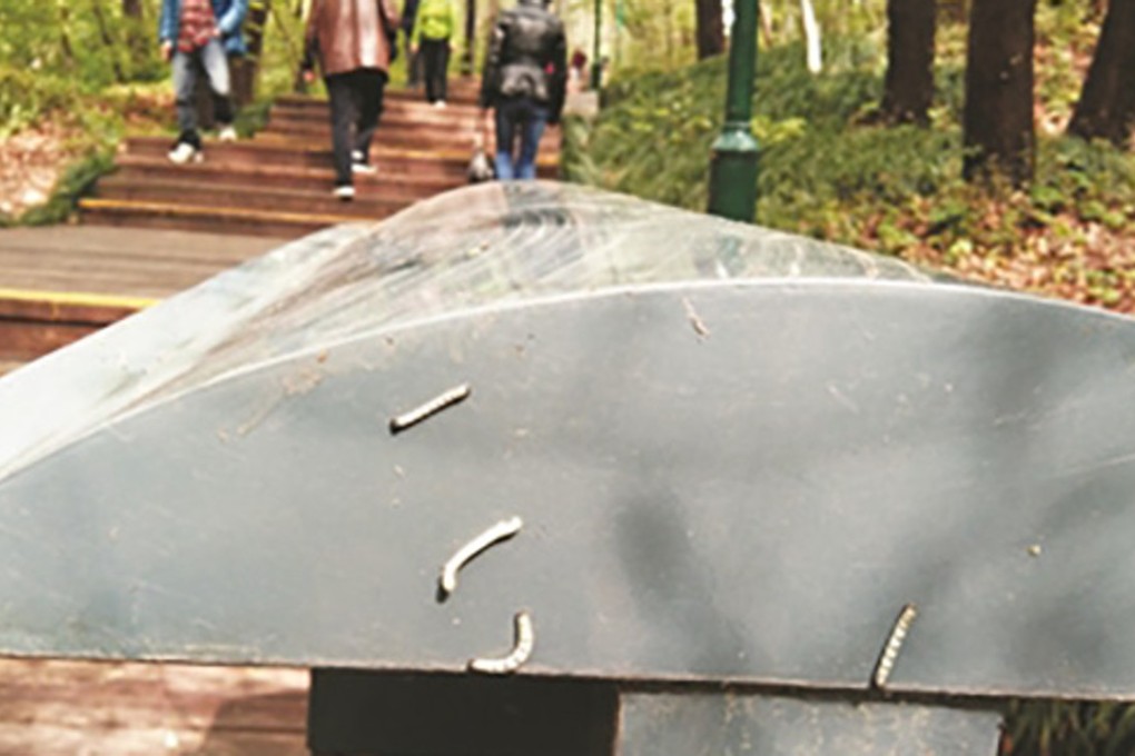 Geometer moth caterpillars wriggle along the lid of a garbage bin in a park in Nanjing. The city launched a pesticide spraying campaign to deal with an infestation of the insects. Photo: Thepaper.cn