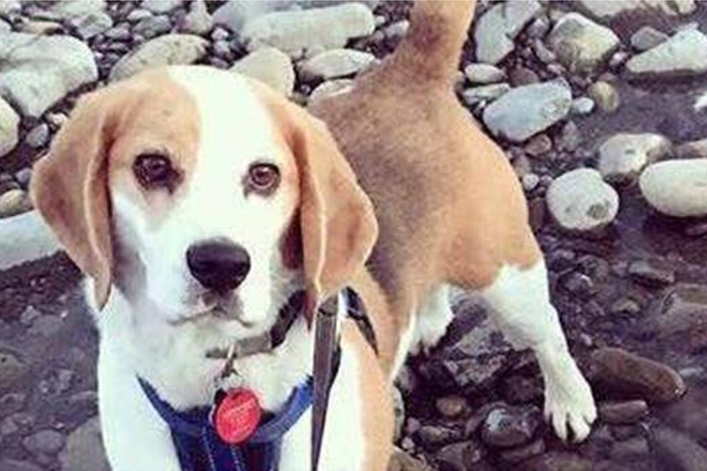 Hundreds of people searched for Benny when he went missing in the New Zealand city of Lower Hutt. Photo: Supplied