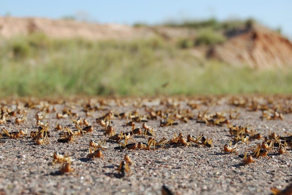 Parts of China are expecting a serious outbreak of locusts this summer. Photo: Reuters