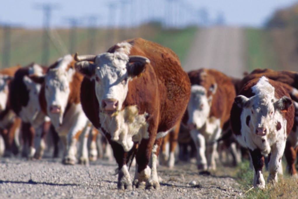 A herd of Hereford cows and calves, which are one of the UK’s rarer breeds of farm animals. Photo: Paul A. Souders/CORBIS