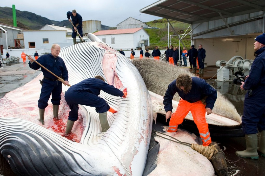 This file photo taken on June 19, 2009 shows Icelandic whalers butchering a 35-tonne fin whale, caught off the coast of Hvalfjsrour, north of Reykjavik. Photo: Agence France-Presse