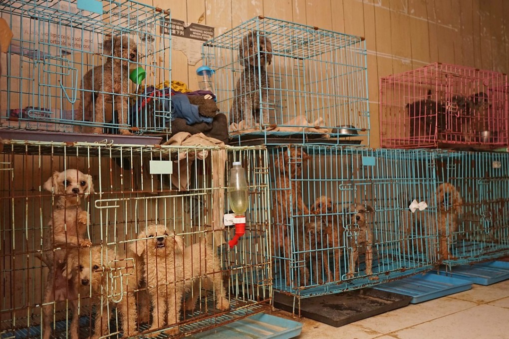 Dogs found at a container yard in Yuen Long, in October last year. They were rescued by the Society for the Prevention of Cruelty to Animals. Photo: Handout