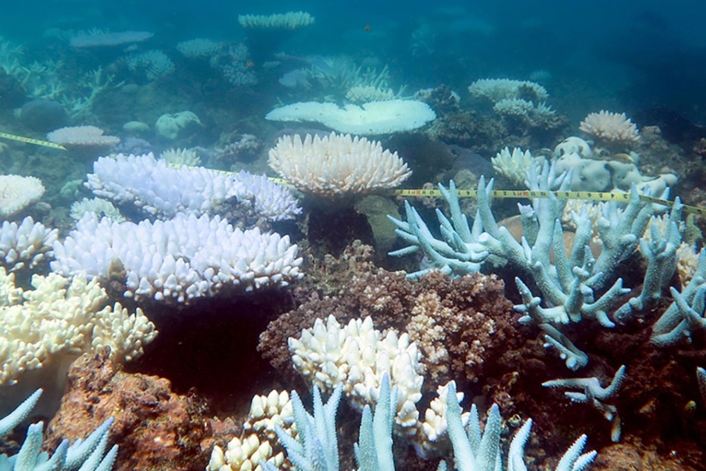 An undated handout photo received from ARC Centre of Excellence for Coral Reef Studies on April 19, 2018 shows a mass bleaching event of coral on Australia's Great Barrier Reef. The Great Barrier Reef suffered a “catastrophic die-off” of coral during an extended heatwave in 2016, threatening a broader range of reef life than previously feared, a report revealed on April 19, 2018. / AFP PHOTO / ARC Centre of Excellence for Cor / MIA HOOGENBOOM