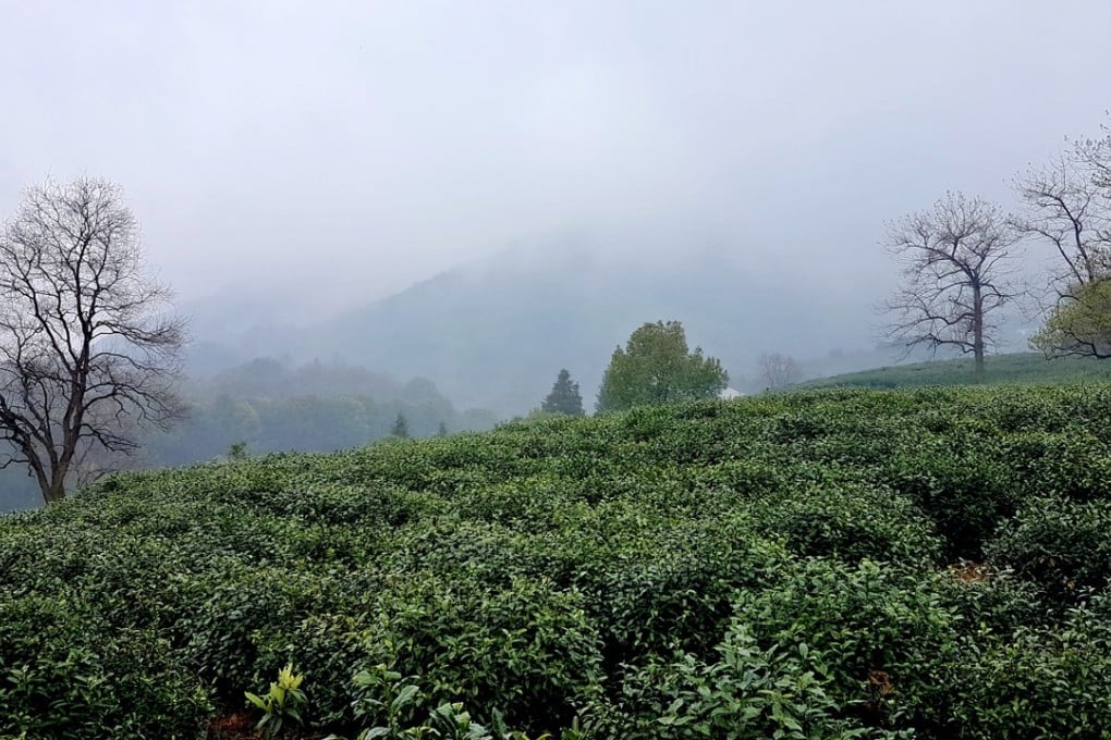 A Longjing tea plantation at Fuchun Resort in Hangzhou. Photo: Cedric Tan