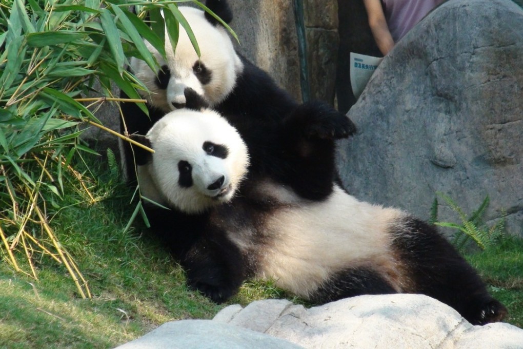 Panda pair Ying Ying and Le Le were a gift from the central government to mark the 10th anniversary of Hong Kong’s handover in 2007. Photo: Ocean Park