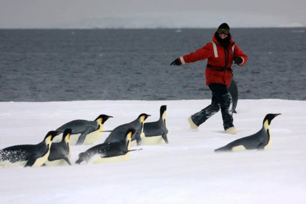 Niwa's Dr Kim Goetz with emperor penguins in Antarctica. Photo: Rod Dunbar/University of Auckland