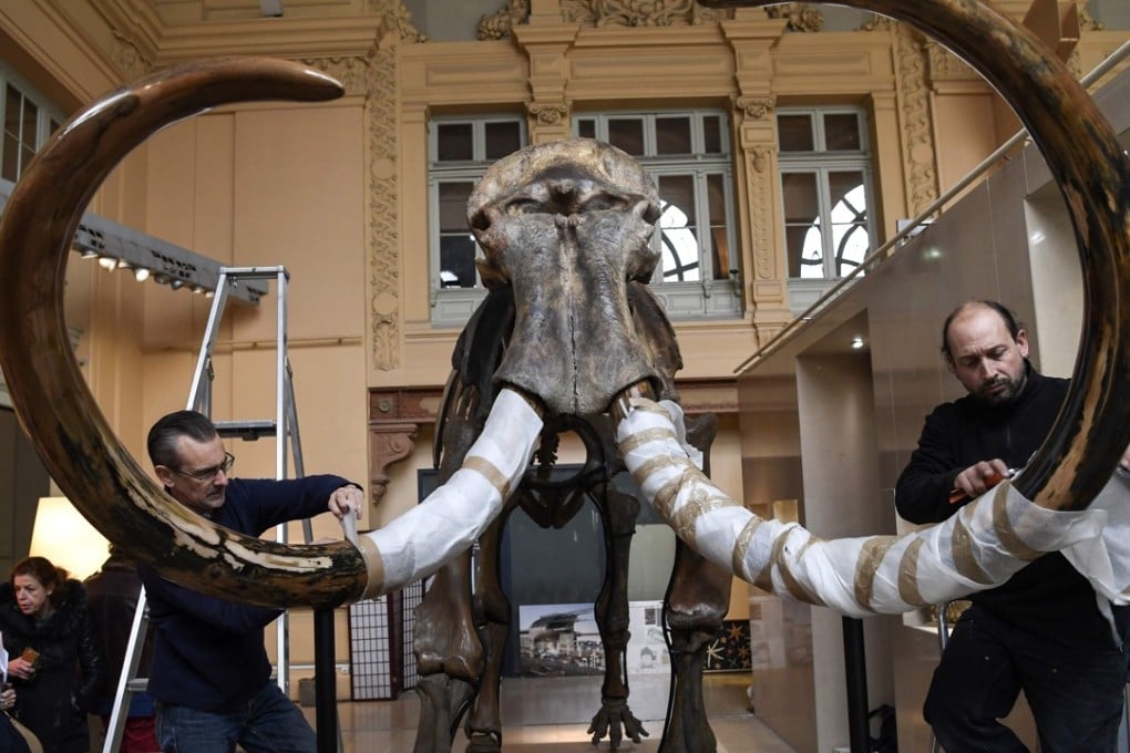 Staff unwrap the skeleton of a mammoth at the Aguttes auction house in Paris. Photo: Agence France-Presse