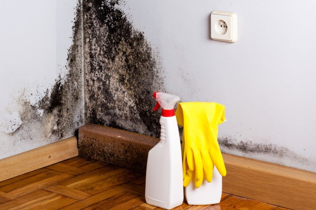 Mould and mildew cause big problems for Hong Kong homeowners. Photo: Shutterstock