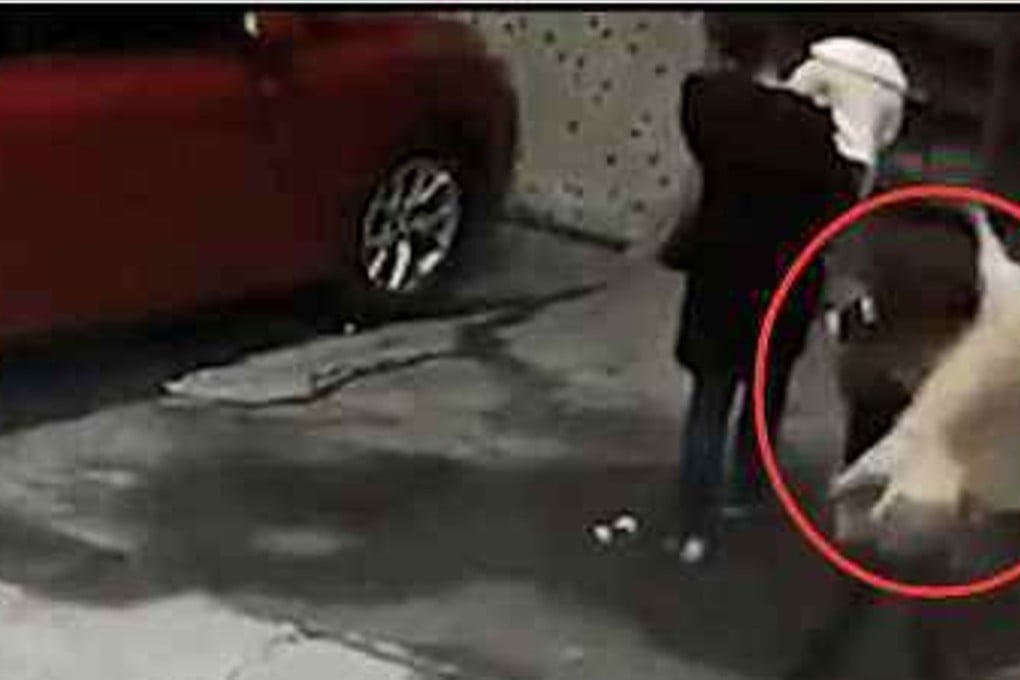 The moment the woman was hit by the falling dog. Photo: Bjnews.com
