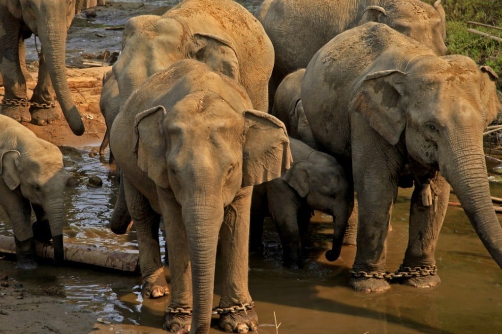 Some 2,000 wild elephants are thought to be left in Myanmar. Photo: Xinhua