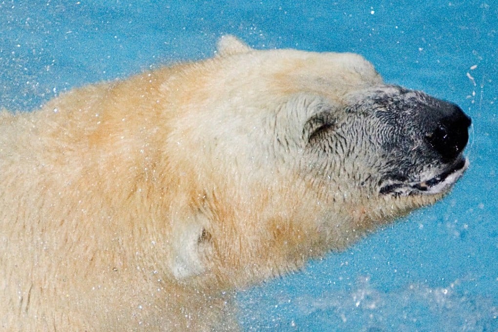 Inuka, the first polar bear to be born in the tropics, was put down on Wednesday after having multiple age-related ailments. Photo: Reuters