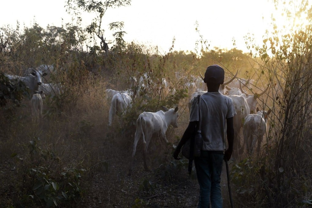 A young herder leads animals to feed in the bush in Lafia capital of Nasarawa State, north-central Nigeria, part of the drought-stricken Sahel region of Africa, on January 4, 2018. Photo: Agence France-Presse