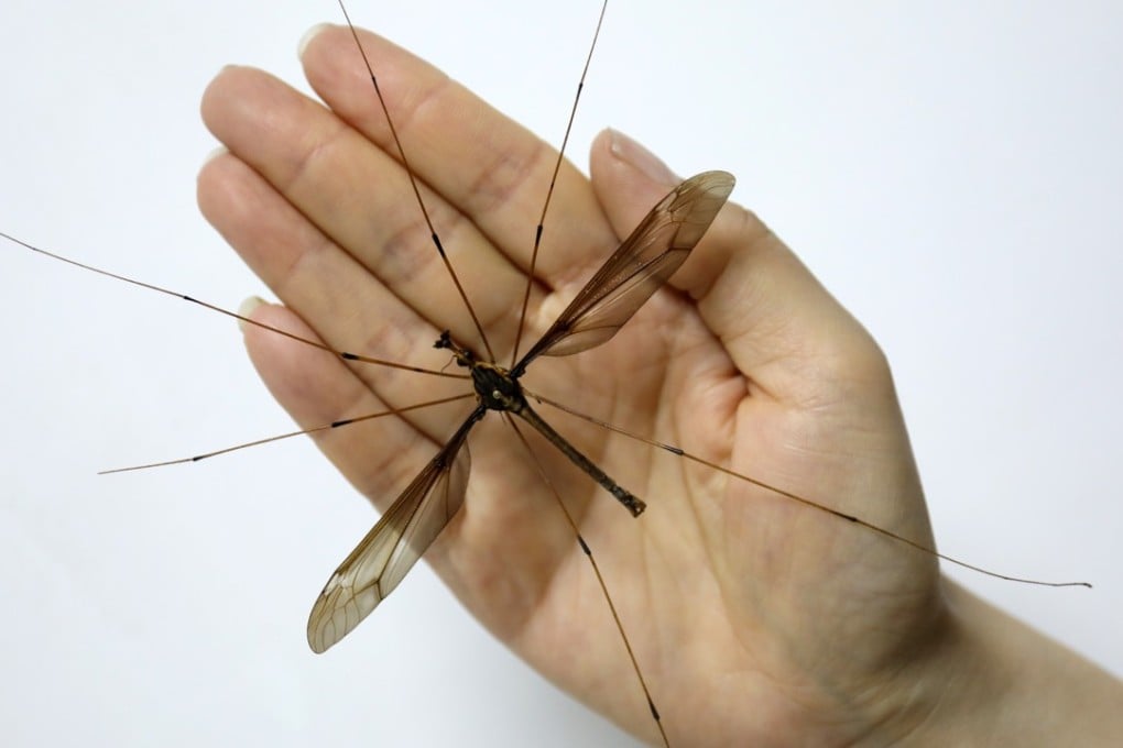The supersized insect was found on Qingcheng mountain, Sichuan province in August. Photo: Xinhua