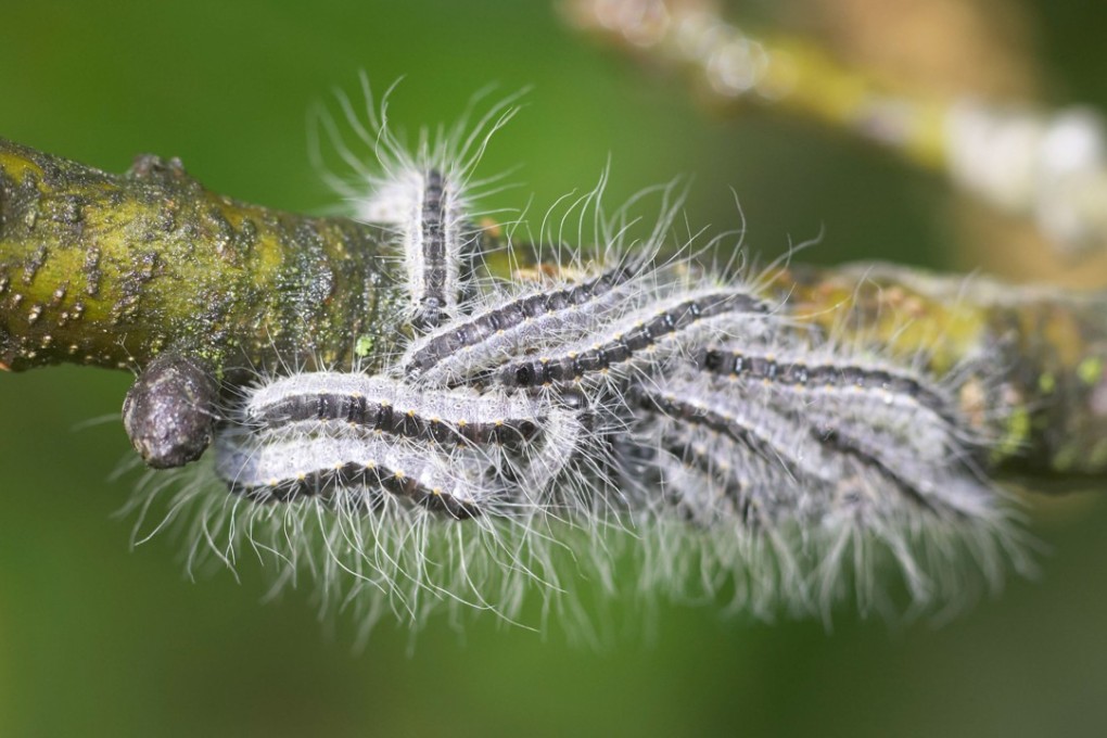 File photo of caterpillars that will turn into oak procession moths. Photo: Alamy