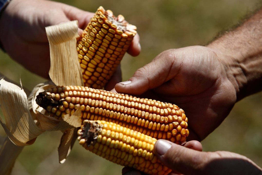 Drought-affected corn near Pergamino, Argentina, on March 23. Climate stresses, including drought, can amplify food, water and energy scarcities. Photo: AP