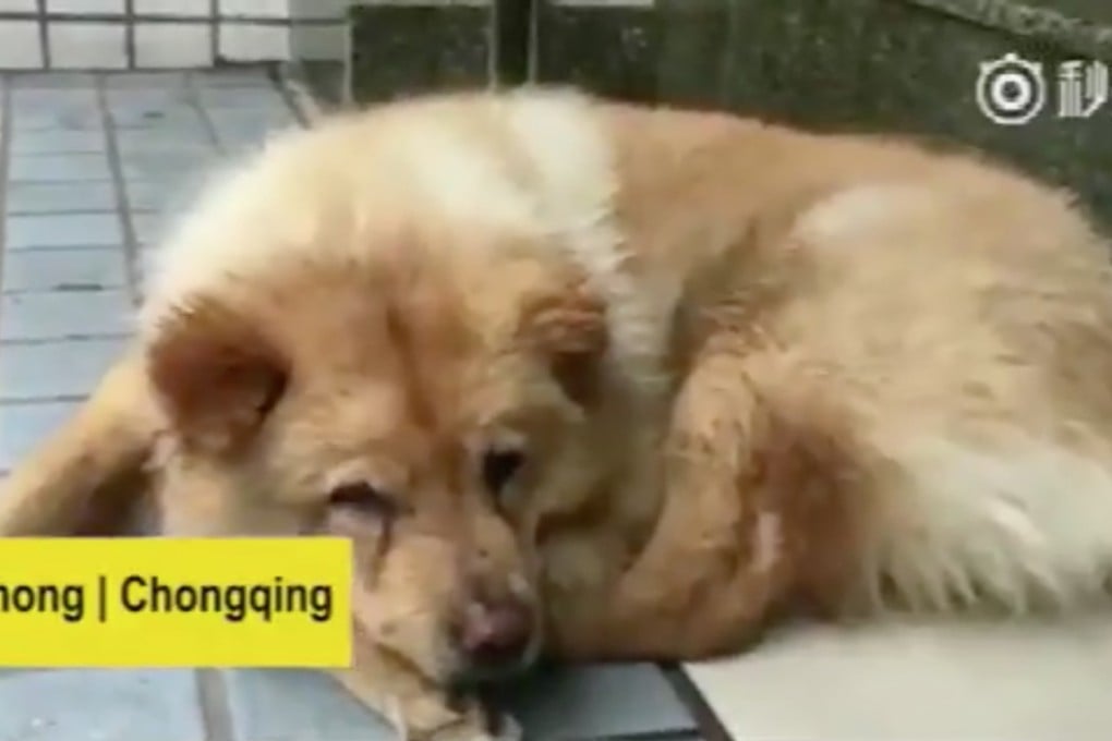 A still taken from a video report about Xiongxiong: Photo: Pear Video