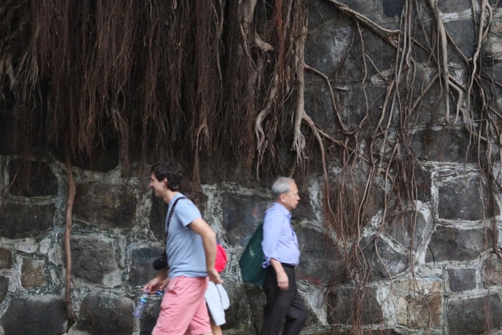 Passers-by on Hollywood Road in Central where a banyan tree has grown on a stone wall. Photo: Felix Wong