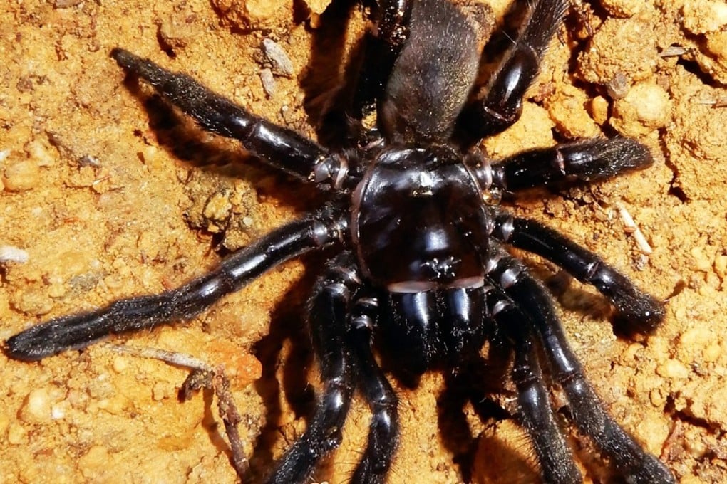 ‘Number 16’, the world's oldest known spider, has died after a wasp sting. File photo: AFP