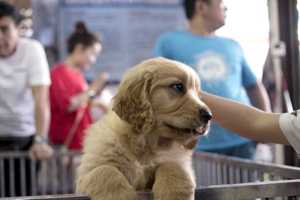 A boy strokes a puppy at the Yuehe pet market in Fangcun, Guangzhou. Photo: Xiaomei Chen