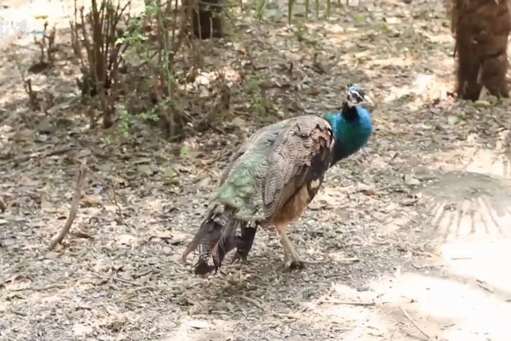One of the peacocks injured in the latest incident. Photo: Thepaper.cn