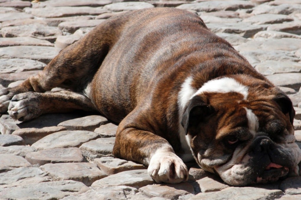 European dogs aren’t suited to Hong Kong’s high heat and humidity. Photo: Alamy