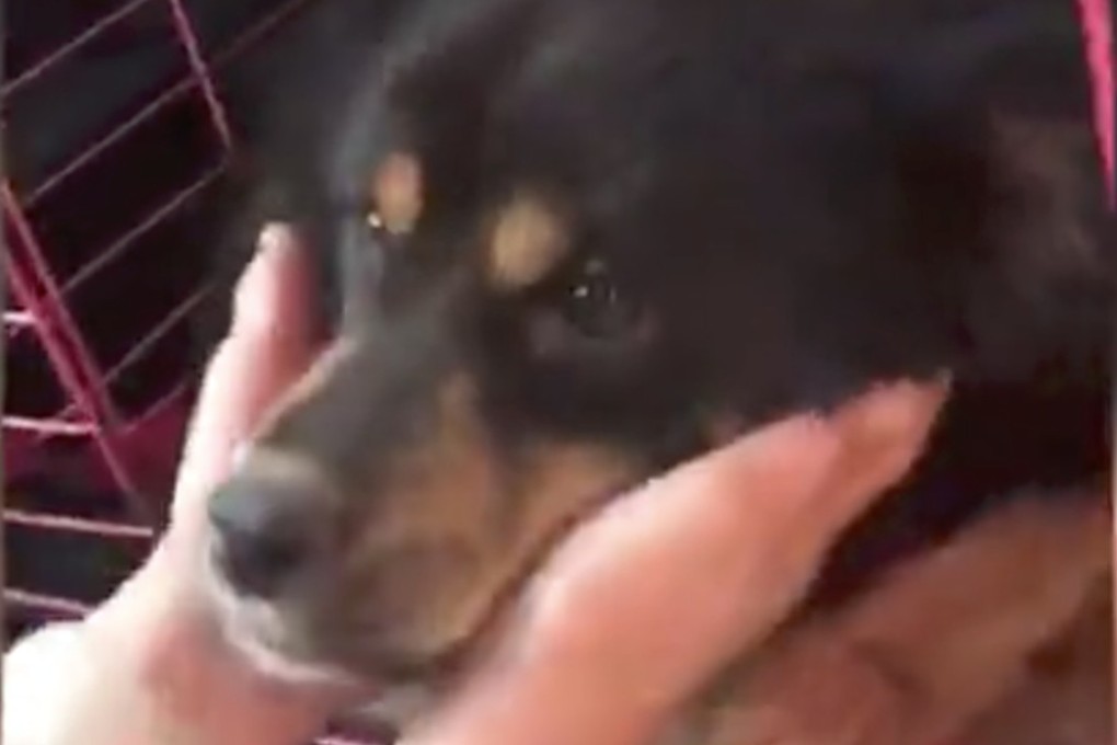 The mother was close to death by the time it was rescued. Photo: Weibo