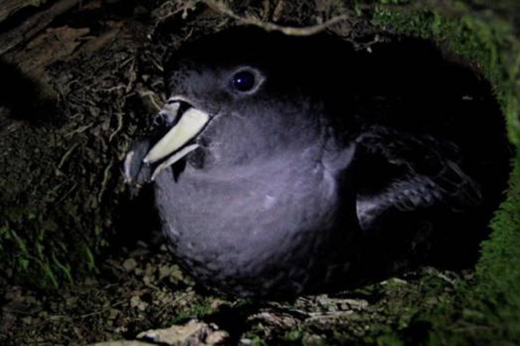 The Westland petrel is one of the last few petrel species that remains on the mainland of New Zealand. Photo: T. Poupart