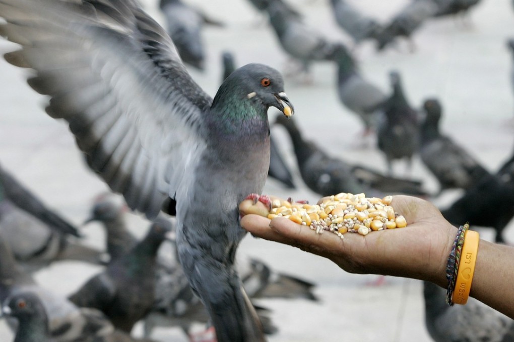 A man feeds a pigeon in Bangkok July 25, 2006. Thailand has been struck by its first outbreak of the deadly H5N1 bird flu virus in eight months, the government said on Tuesday. REUTERS/Chaiwat Subprasom (THAILAND)