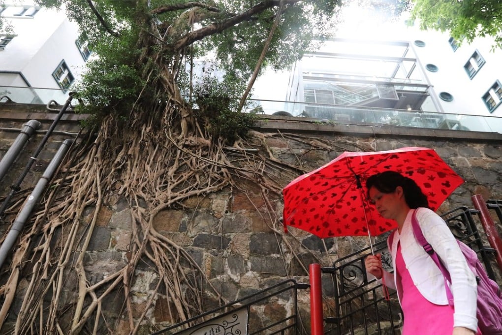 The stone wall trees enrich the urban ecology and breathe life into the city’s soul and character. Photo: Felix Wong