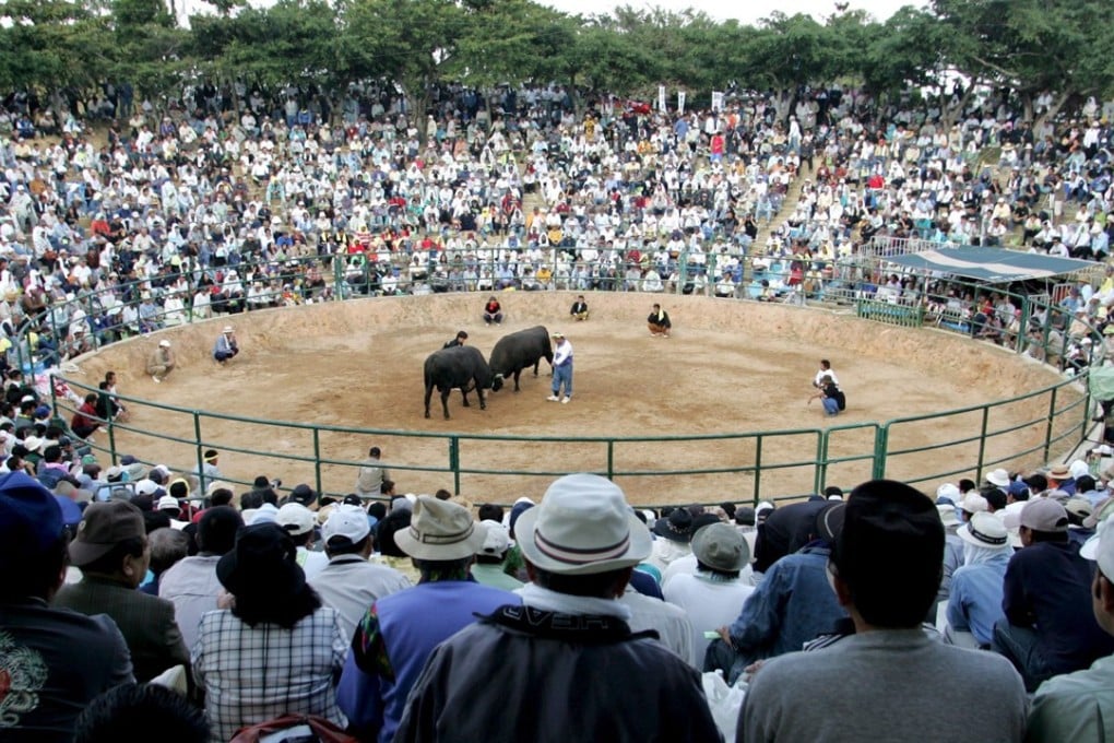 File photo of bulls weighing about 1,000kg crashing against each other at a bullfight in Okinawa City. Photo: EPA