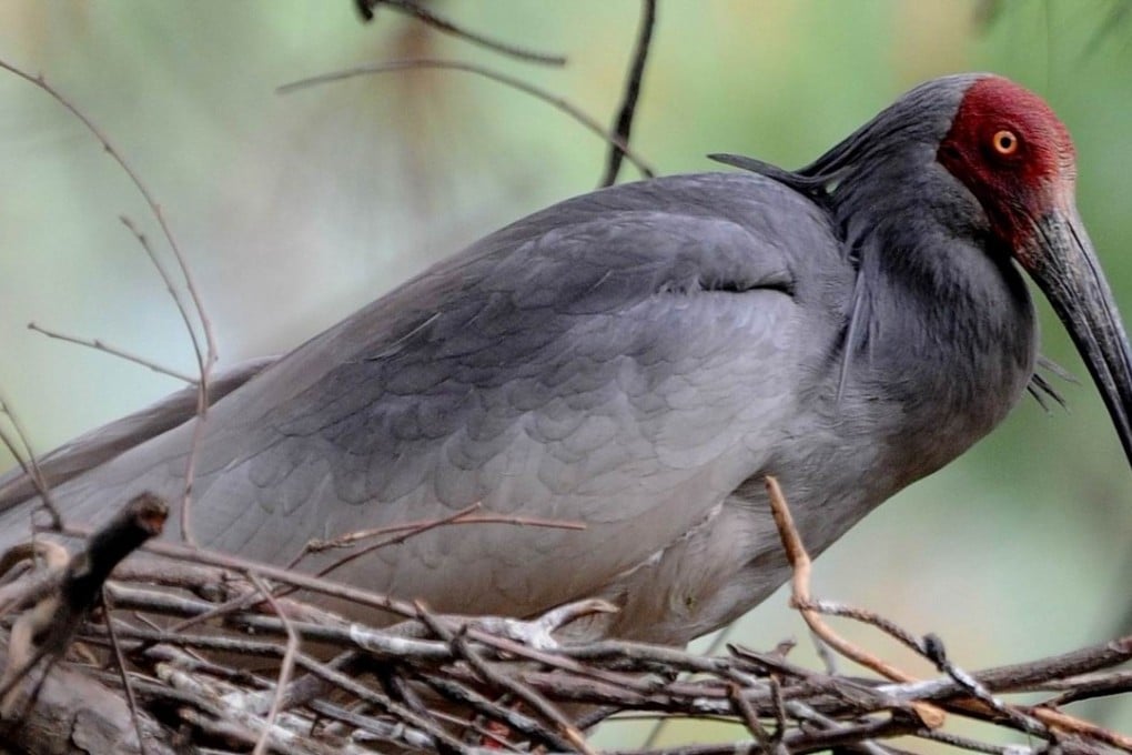 The crested ibis was thought to be extinct in the wild until seven were found in Yang county in 1981. Photo: Xinhua