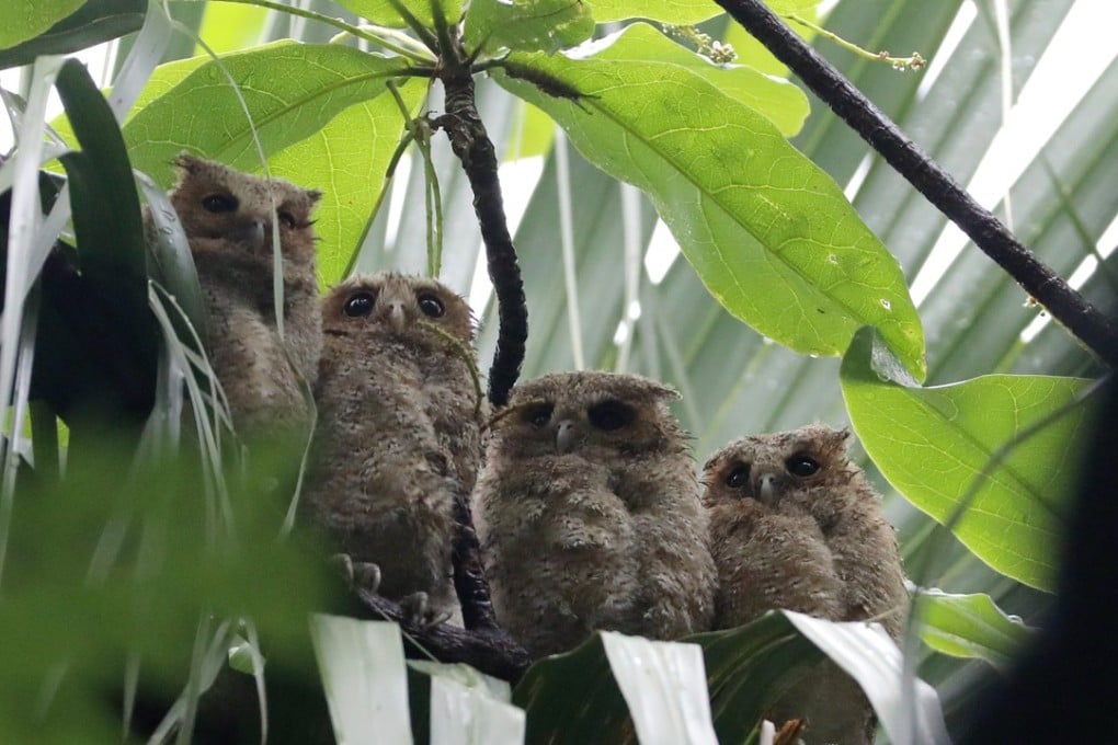 A family of owls has attracted scores of bird enthusiasts. Photo: Sam Tsang