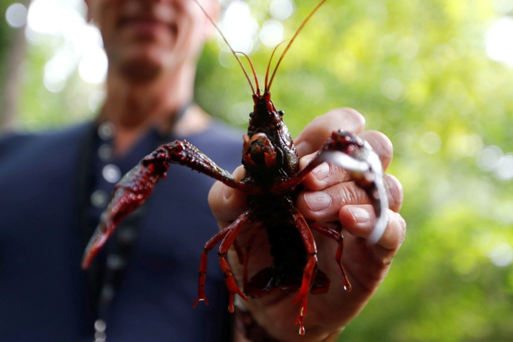A red swamp crayfish that was fished from a pond at Tiergarten park in Berlin, Germany, last year. Photo: Reuters