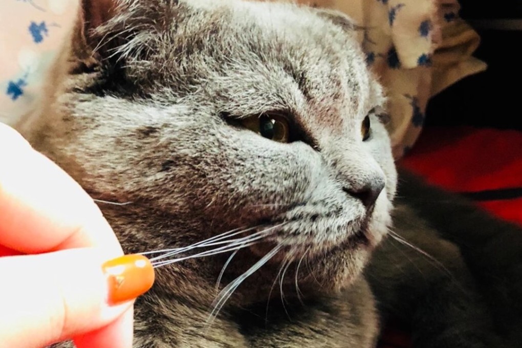 Beijinger Han Tong posted this picture on second-hand goods marketplace Xian Yu of her British shorthair cat, which she is offers to hire out as a model.