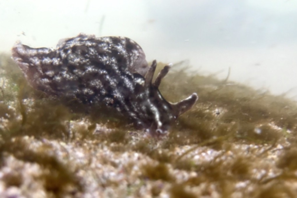 A California sea hare. Photo: US National Park Service