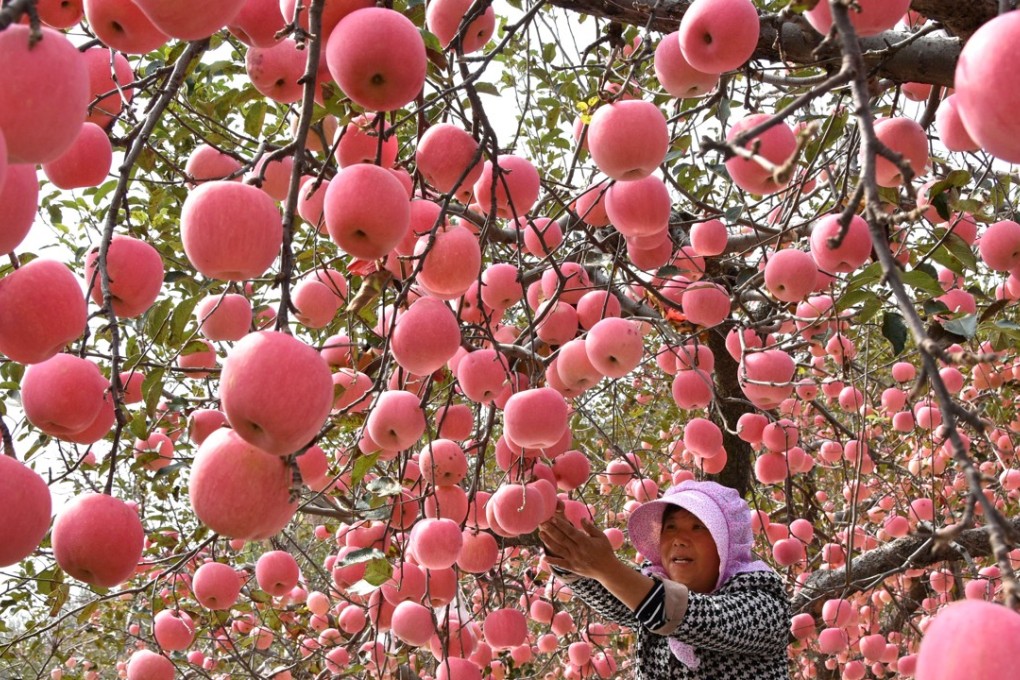 Apple futures for October delivery, the dominant contract on China’s Zhengzhou Commodity Exchange, jumped as much as 5 per cent to 9,235 yuan per metric tonne on Wednesday. Photo: Xinhua