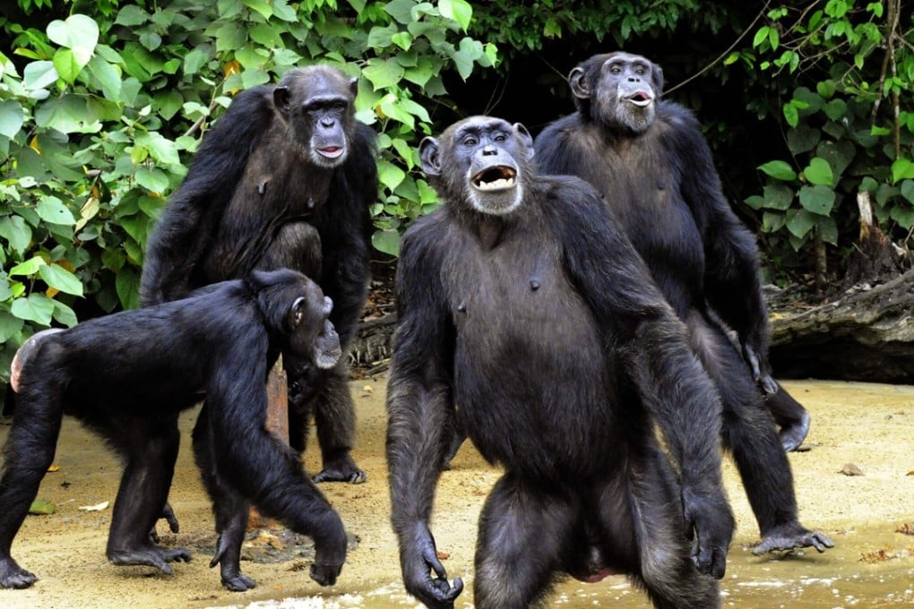 Chimpanzees from Monkey Island, a celebrated colony of former research lab captives on an atoll deep in the jungle of southern Liberia. New research has found that chimp nests are surprisingly clean in many respects. Photo: Agence France-Presse
