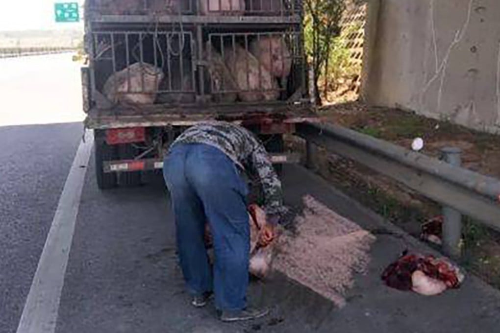 Driver slaughtered pig on highway. Source: Sina