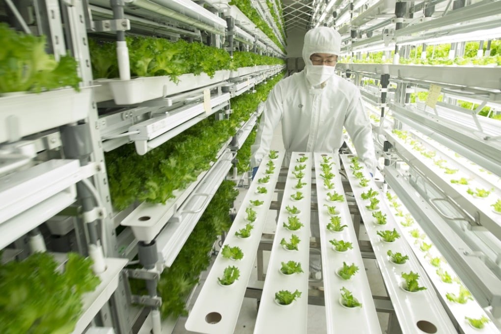 Workers inspecting lettuce at a plant in Fukushima, Japan. Hong Kong currently has a ban on food imports coming from the prefecture. Photo: Handout